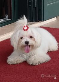 Cucciola di maltese