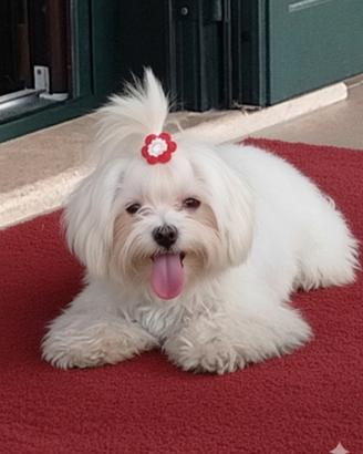 Cucciola di maltese