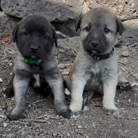 Kangal cuccioli disponibili - privato