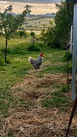 Gallo incrocio amroks