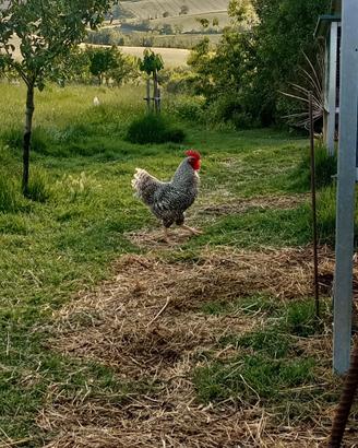 Gallo incrocio amroks
