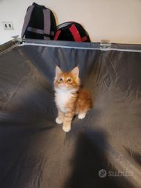 Cucciolo di Maine Coon