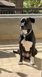 Cagnolino di 3 anni e mezzo