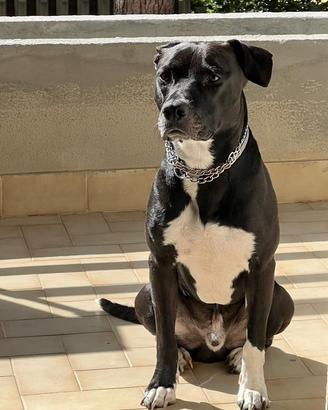 Cagnolino di 3 anni e mezzo