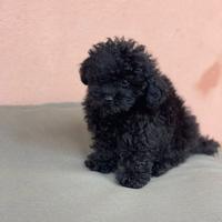 Cucciolo Barboncino Toy