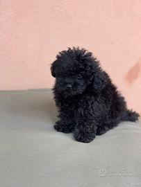 Cucciolo Barboncino Toy