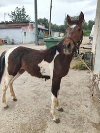 Puledro paint