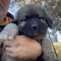 Cuccioli di pastore del caucaso