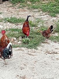 Galline polli