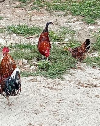 Galline polli