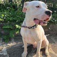 Dogo argentino