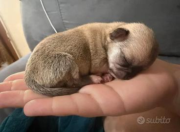 Cuccioli di chihuahua mini toy