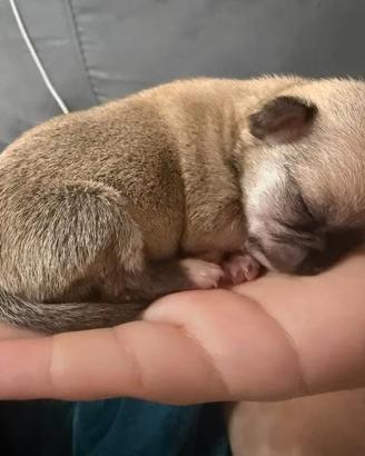 Cuccioli di chihuahua mini toy