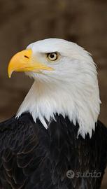 Sicurezza vigilanza guardiano