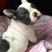 BULLDOG FRANCESE CUCCIOLI BIANCO NERO pag rateale