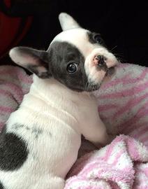 BULLDOG FRANCESE CUCCIOLI BIANCO NERO pag rateale