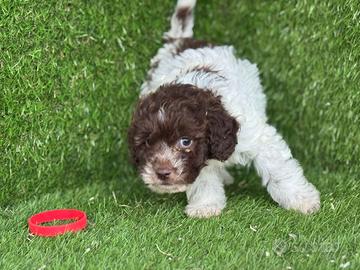 Lagotto romagnolo