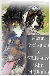 Cuccioli border collie