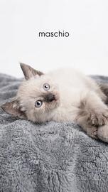 Gattini di Siamese