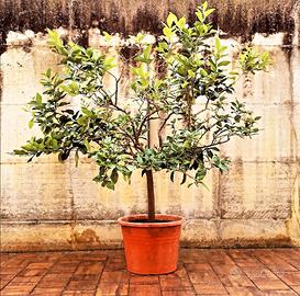 Albero di limoni