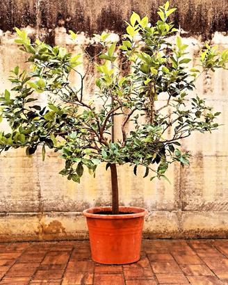 Albero di limoni