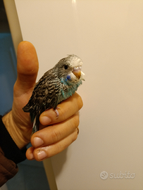 Cocorita massima selezione