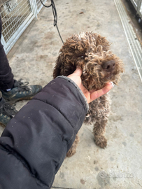 Lagotto romagnolo