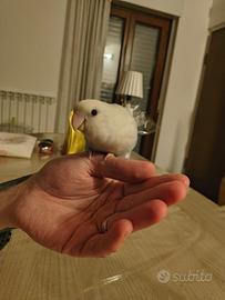 Inseparabile femmina di 6 mesi