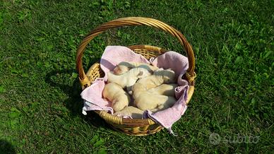 Labrador retriever cuccioli