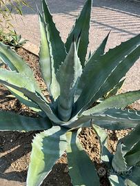 Agave verde