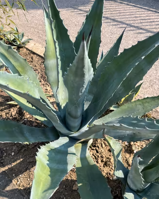 Agave verde