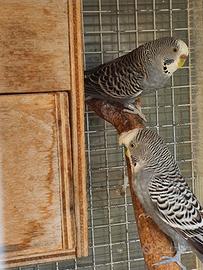 coppia antracite cocorite
