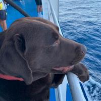 Labrador chocolate da monta