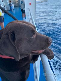 Labrador chocolate da monta