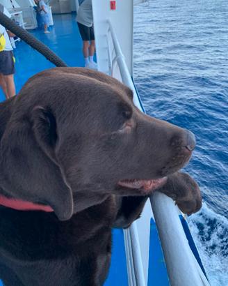 Labrador chocolate da monta