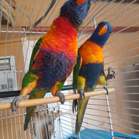 Loris arcobaleno allevati a mano