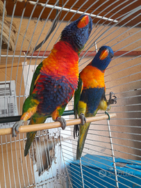 Loris arcobaleno allevati a mano