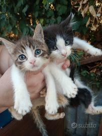 gattini incrocio siberriani nati in casa