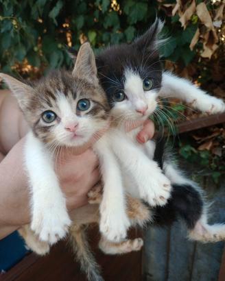 gattini incrocio siberriani nati in casa
