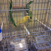 Disponibili coppia di canarini