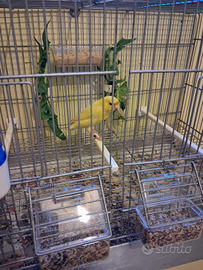 Disponibili coppia di canarini
