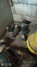 Animali da cortile