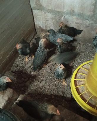 Animali da cortile