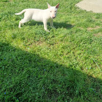 Bull terrier standard