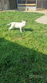 Bull terrier standard