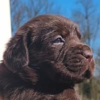 Cuccioli labrador cioccolato pedigree ENCI