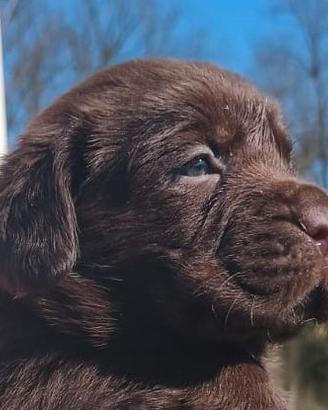 Cuccioli labrador cioccolato pedigree ENCI