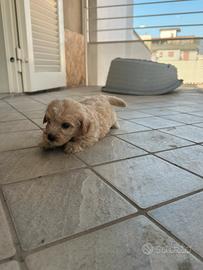 Maltipoo