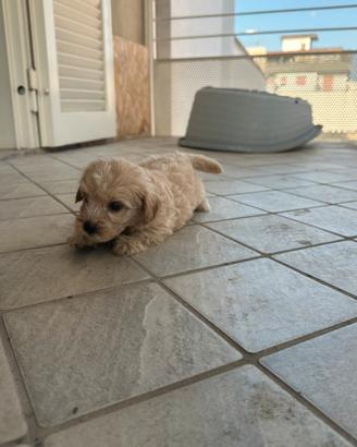 Maltipoo