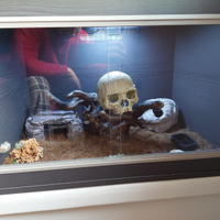 Geco Leopardino con teca e accessori